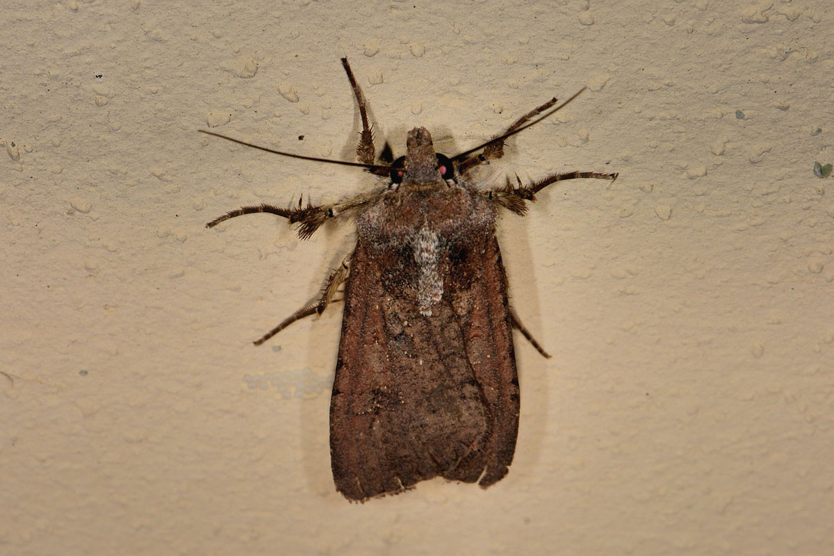 Noctuidae? S, Peridroma saucia